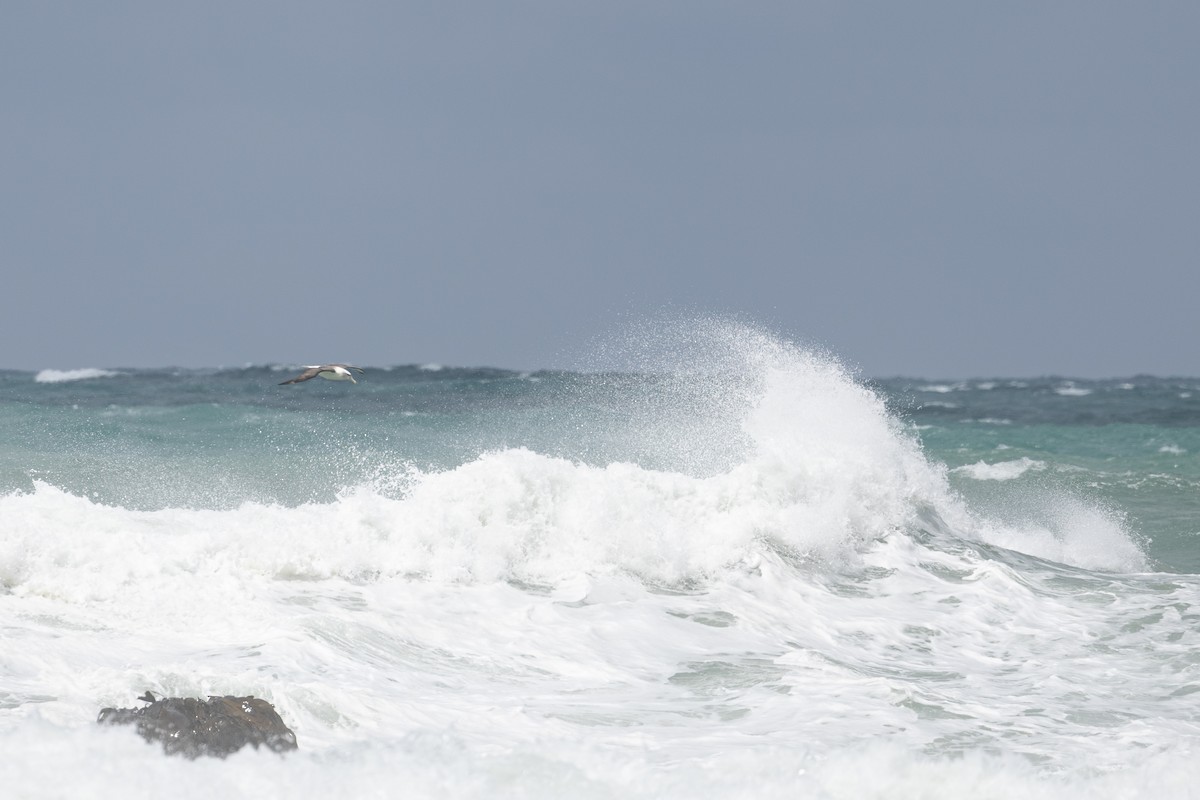 Salvin's Albatross - ML633846913
