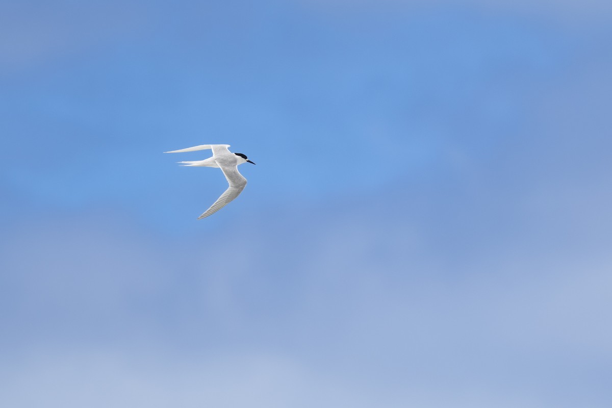 White-fronted Tern - ML633846928