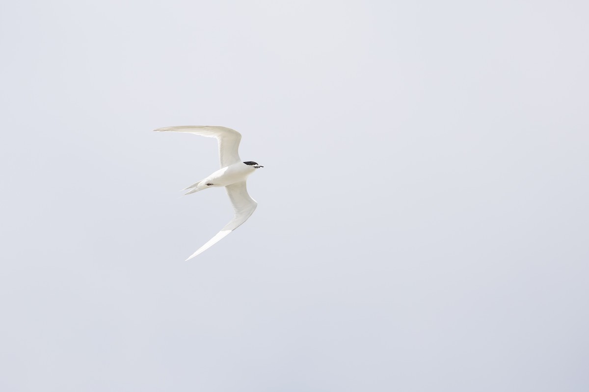 White-fronted Tern - ML633846929