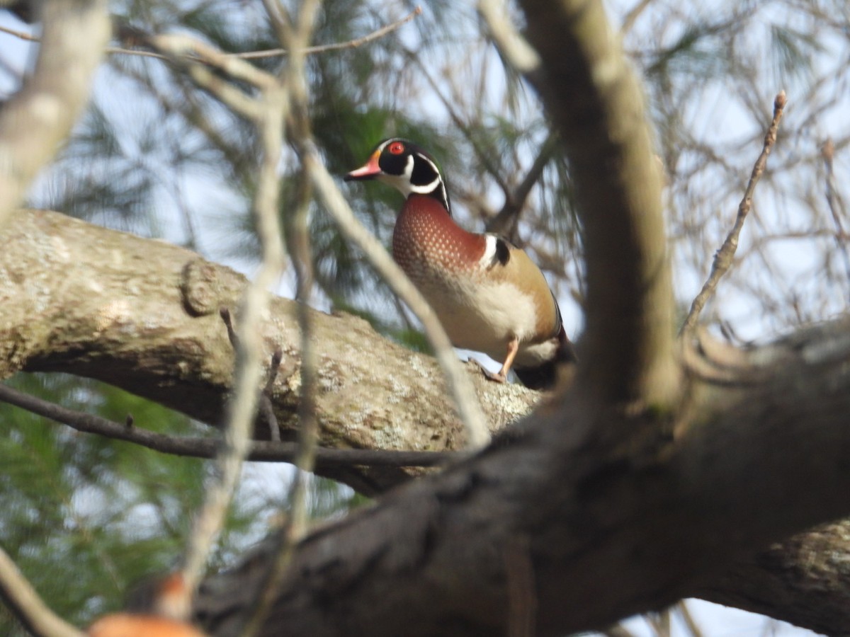 Wood Duck - ML633846935