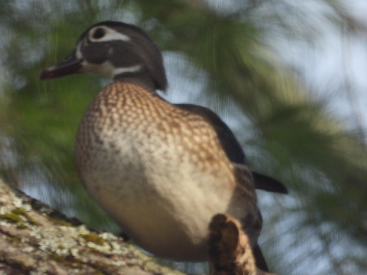 Wood Duck - ML633846936