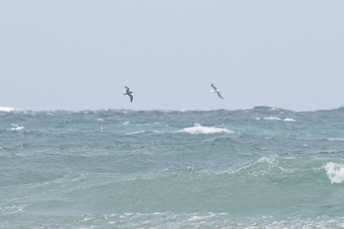 Buller's Shearwater - ML633846974