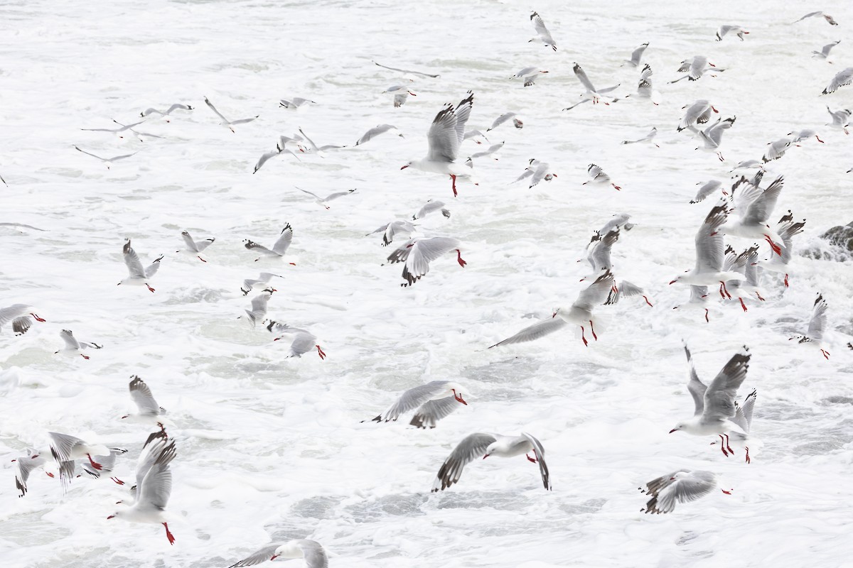Silver Gull - ML633846975