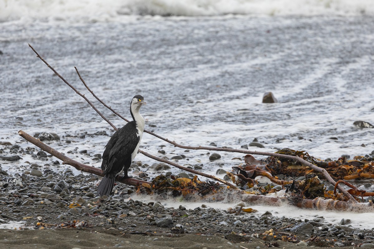 Pied Cormorant - ML633846985
