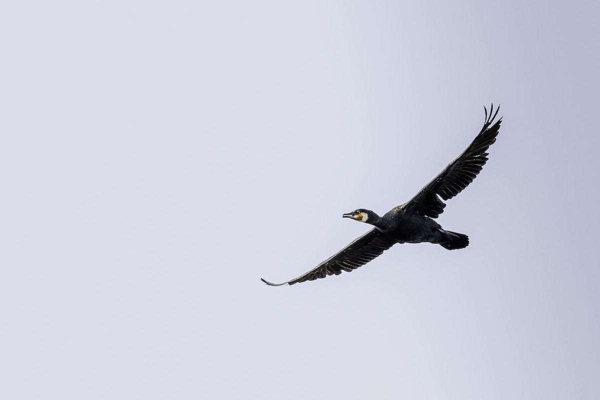 Great Cormorant - ML633847022
