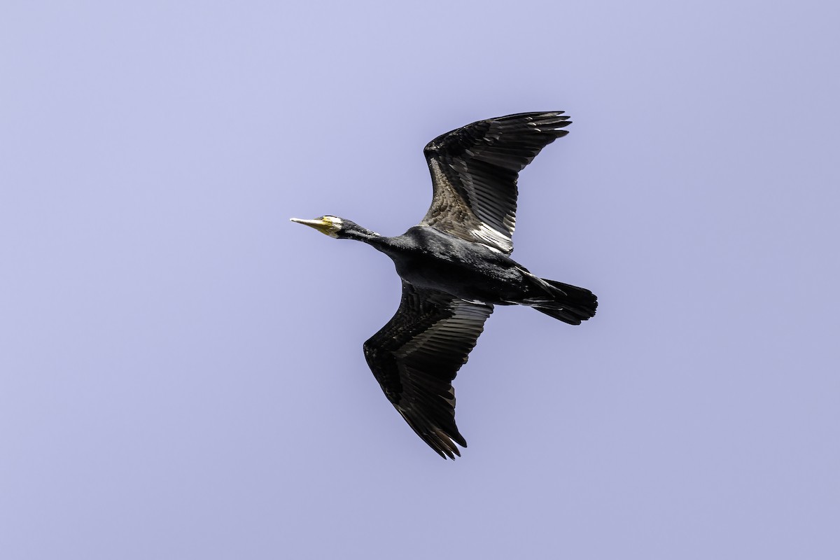 Great Cormorant - ML633847023