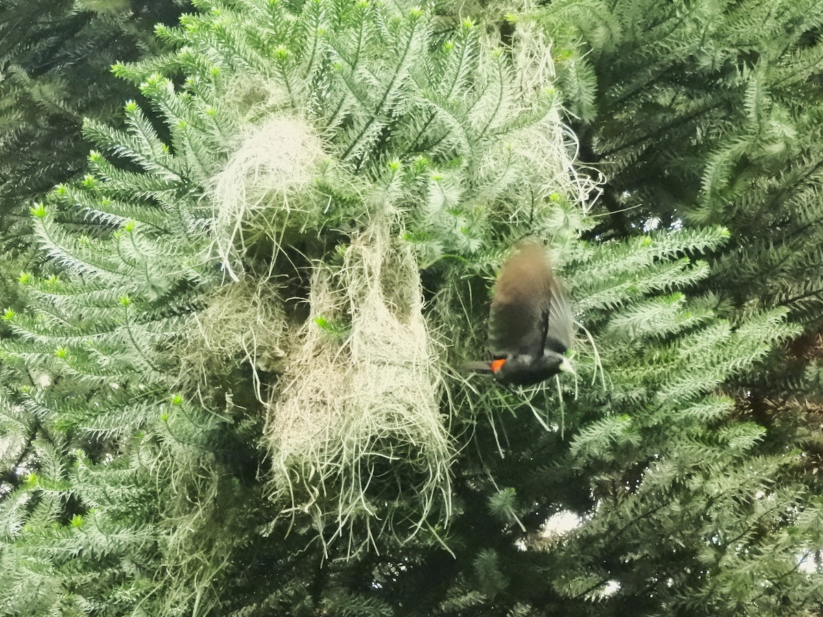 Red-rumped Cacique - ML633847149