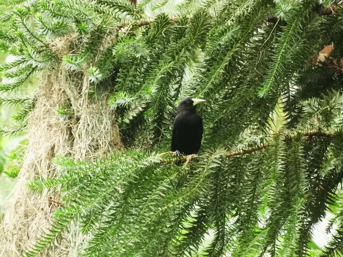 Red-rumped Cacique - ML633847150