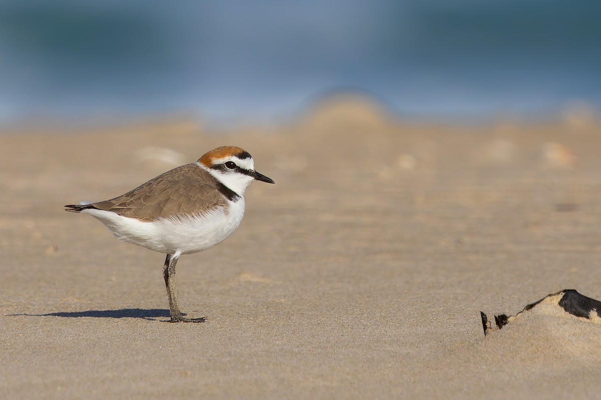 חופמי אלכסנדרי - ML633847168