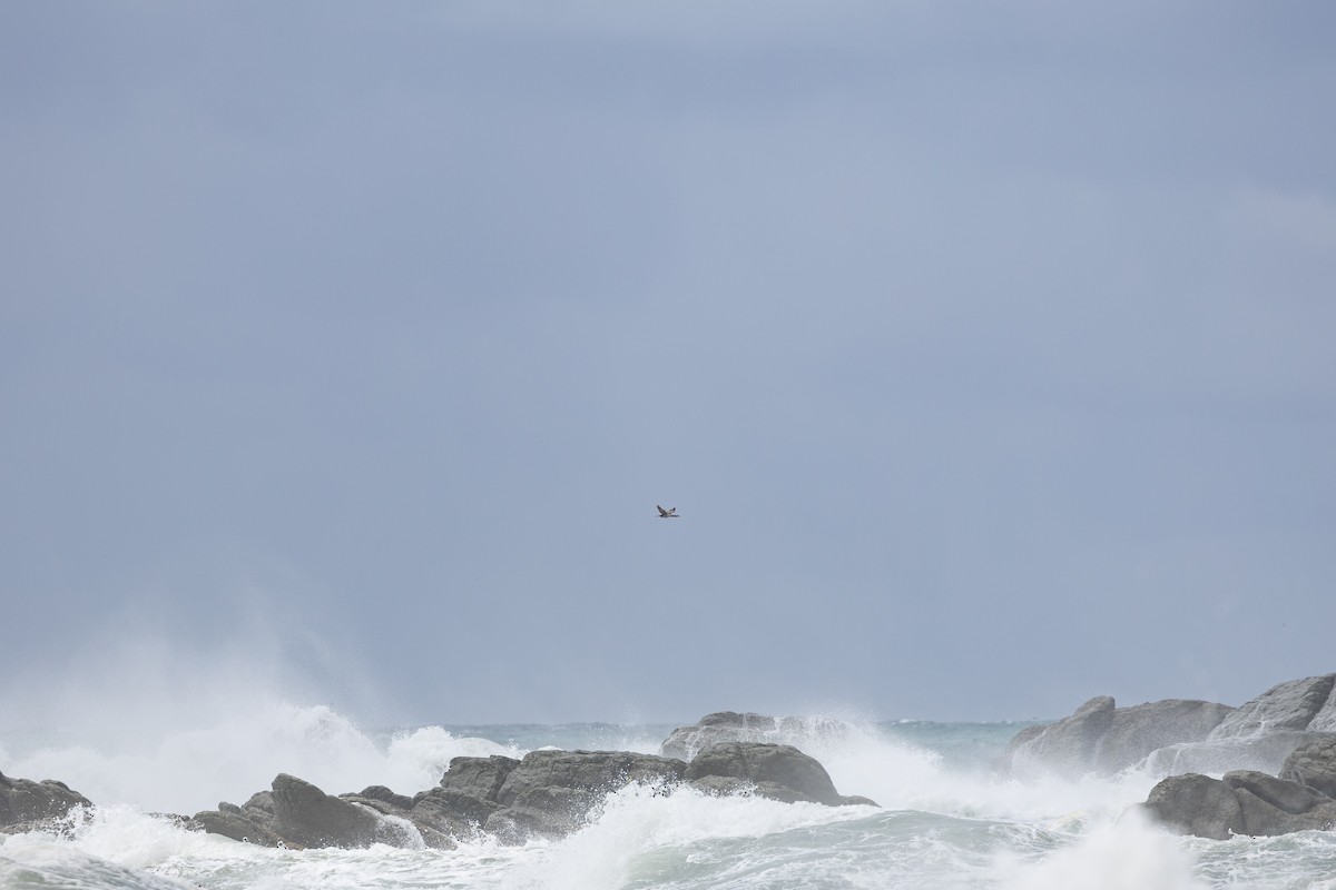 Spotted Shag - ML633847175
