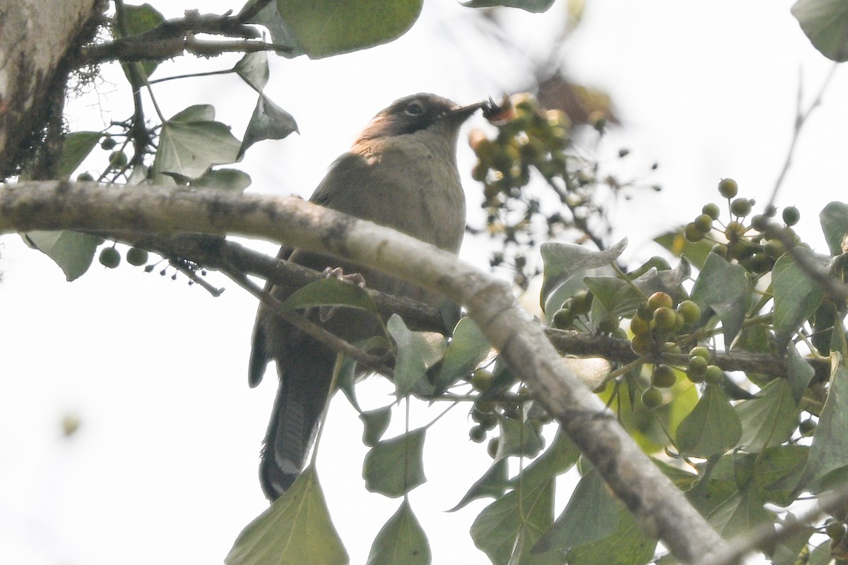 Prinia crinigère - ML633847181