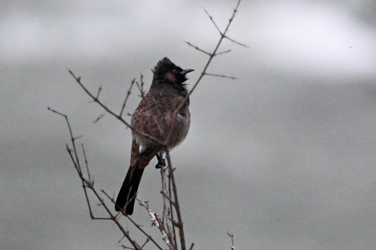 Bulbul à ventre rouge - ML633847217