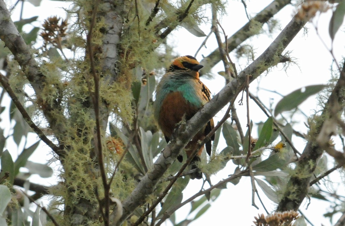 Golden-eared Tanager - ML633847228