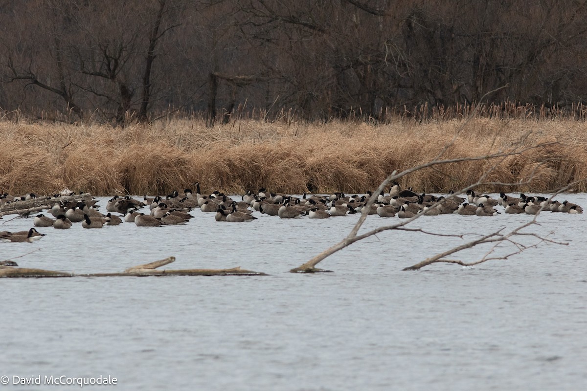 Canada Goose - ML633847292