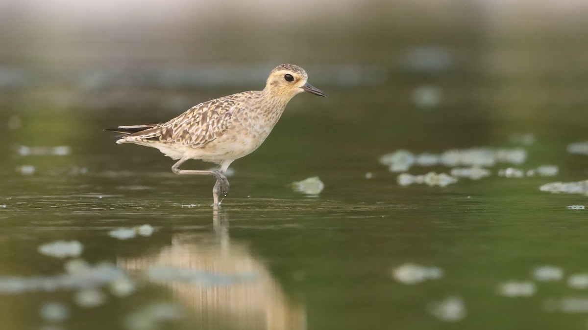 Азийн сүвээ цагаан - ML633847293