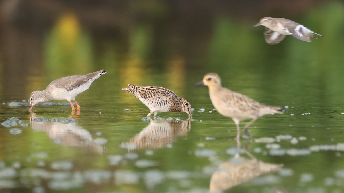 Азийн сүвээ цагаан - ML633847294