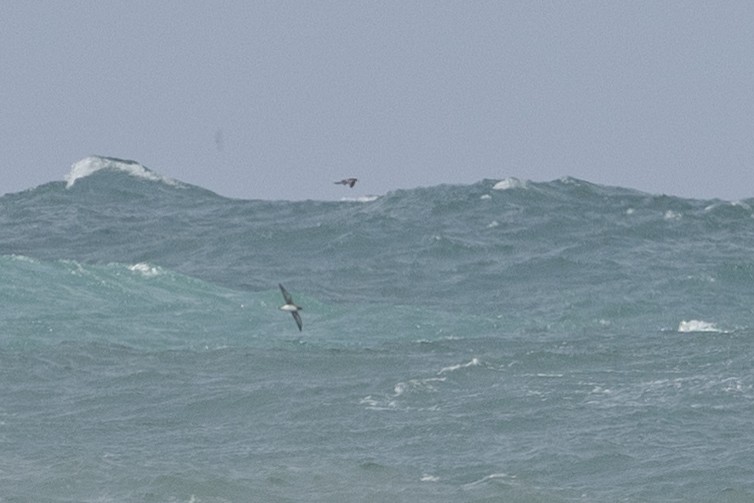 Hutton's Shearwater - ML633847303