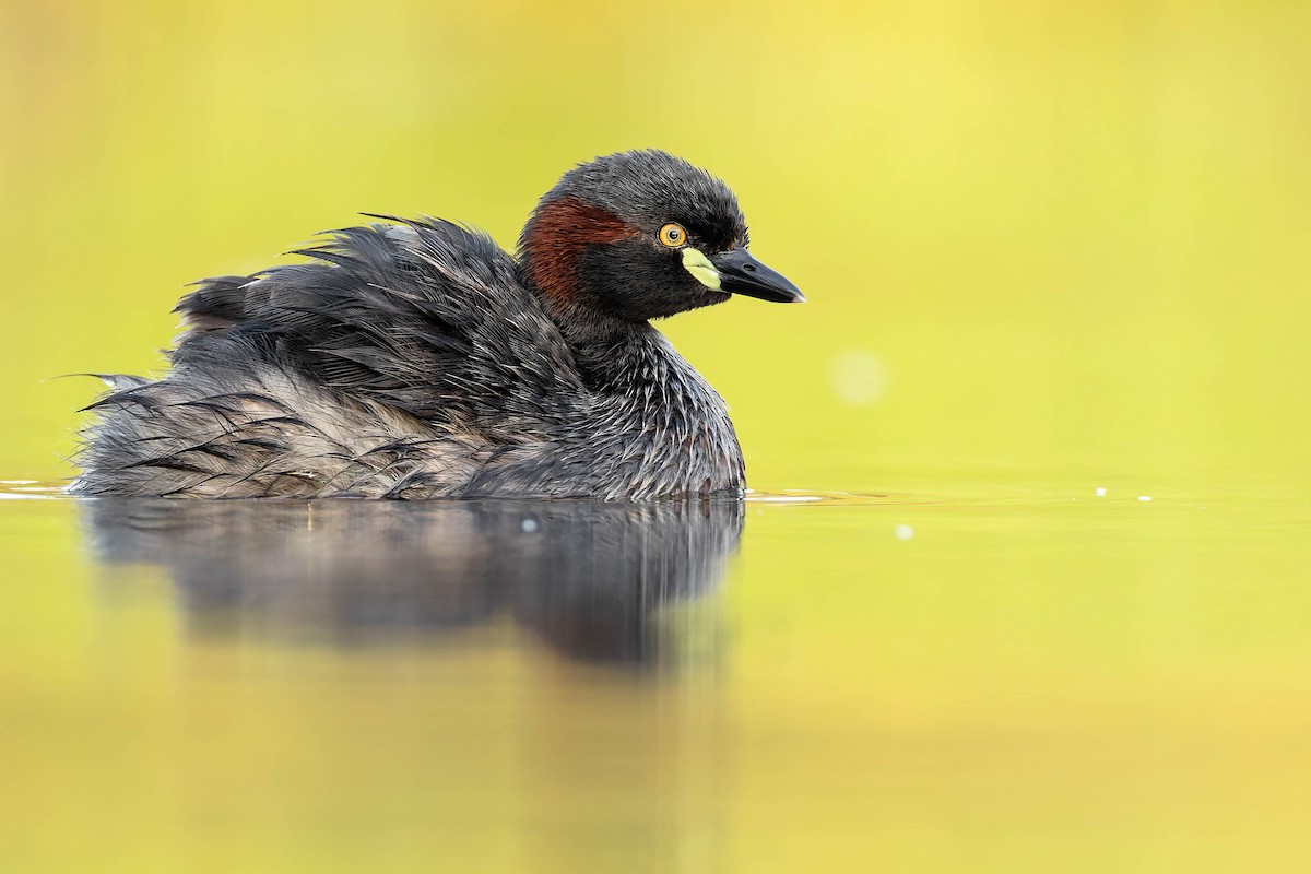 Australasian Grebe - ML633847308