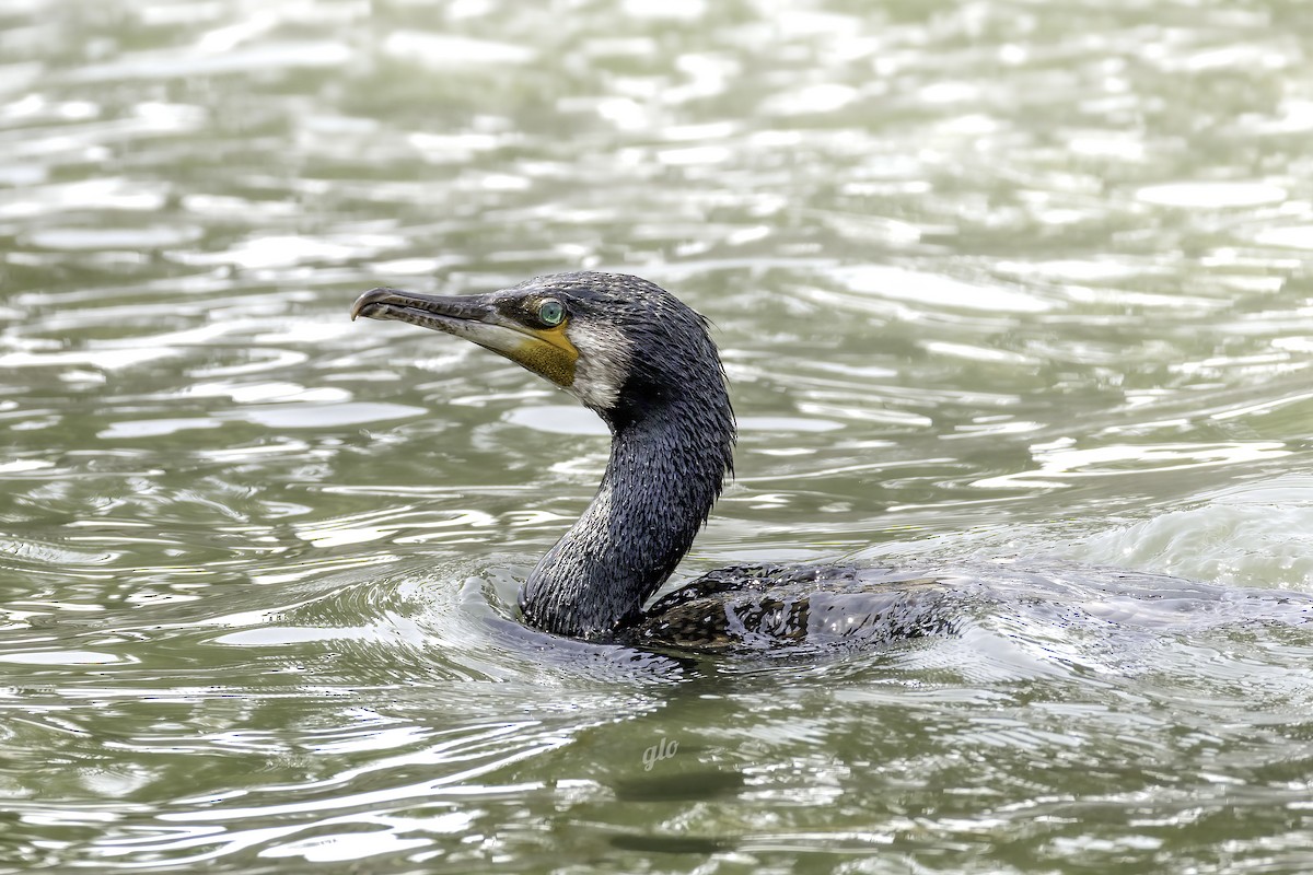 Great Cormorant - ML633847320