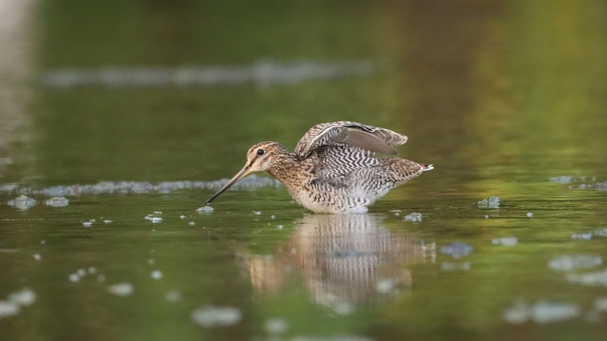 Замбын хараалж - ML633847325