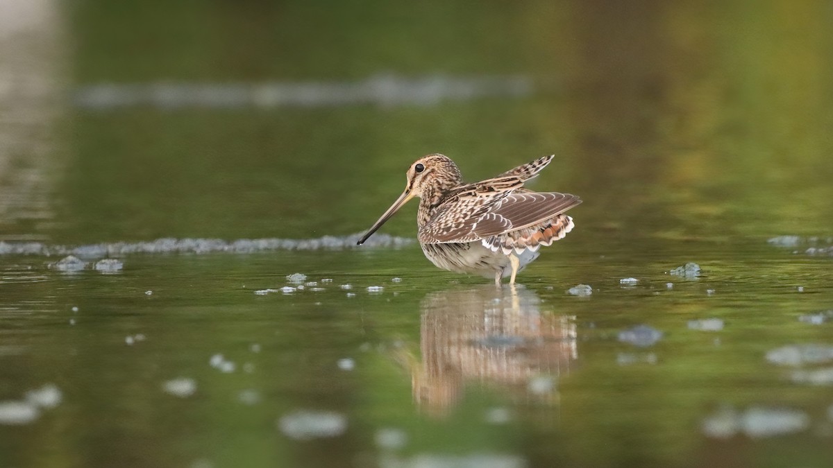 Замбын хараалж - ML633847326
