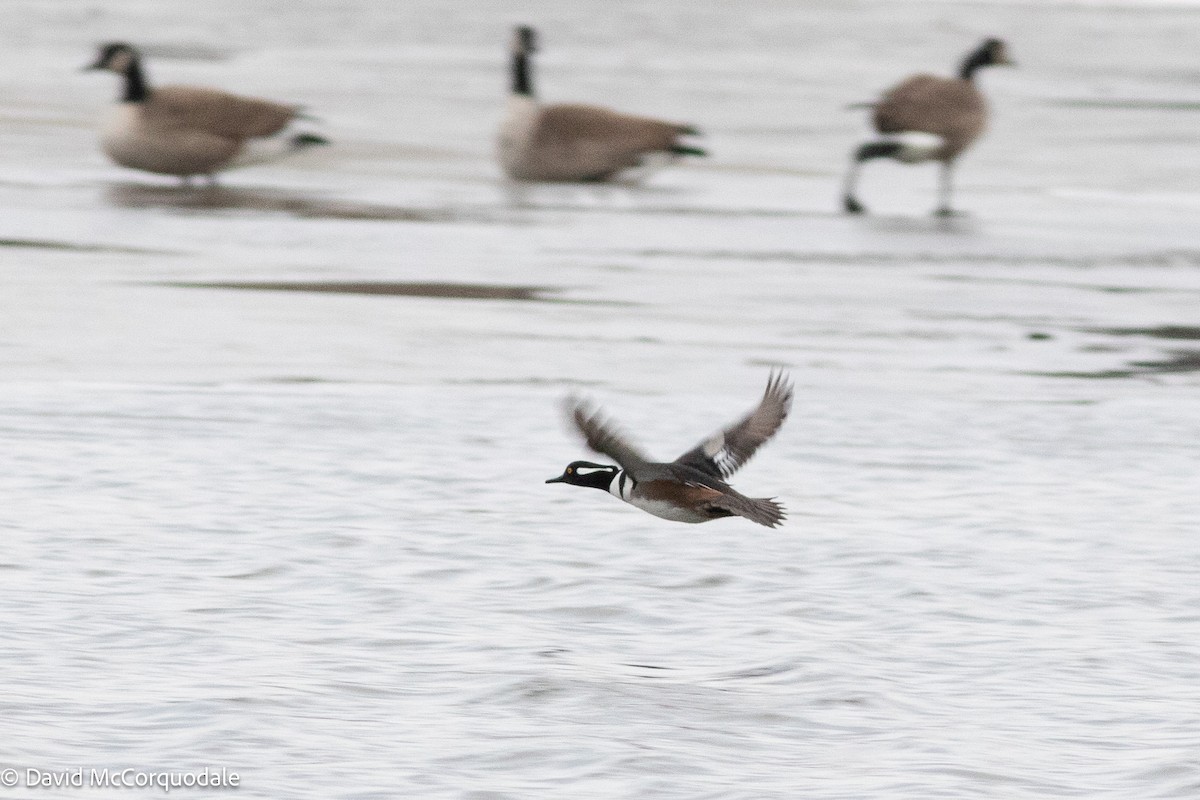 Hooded Merganser - ML633847327