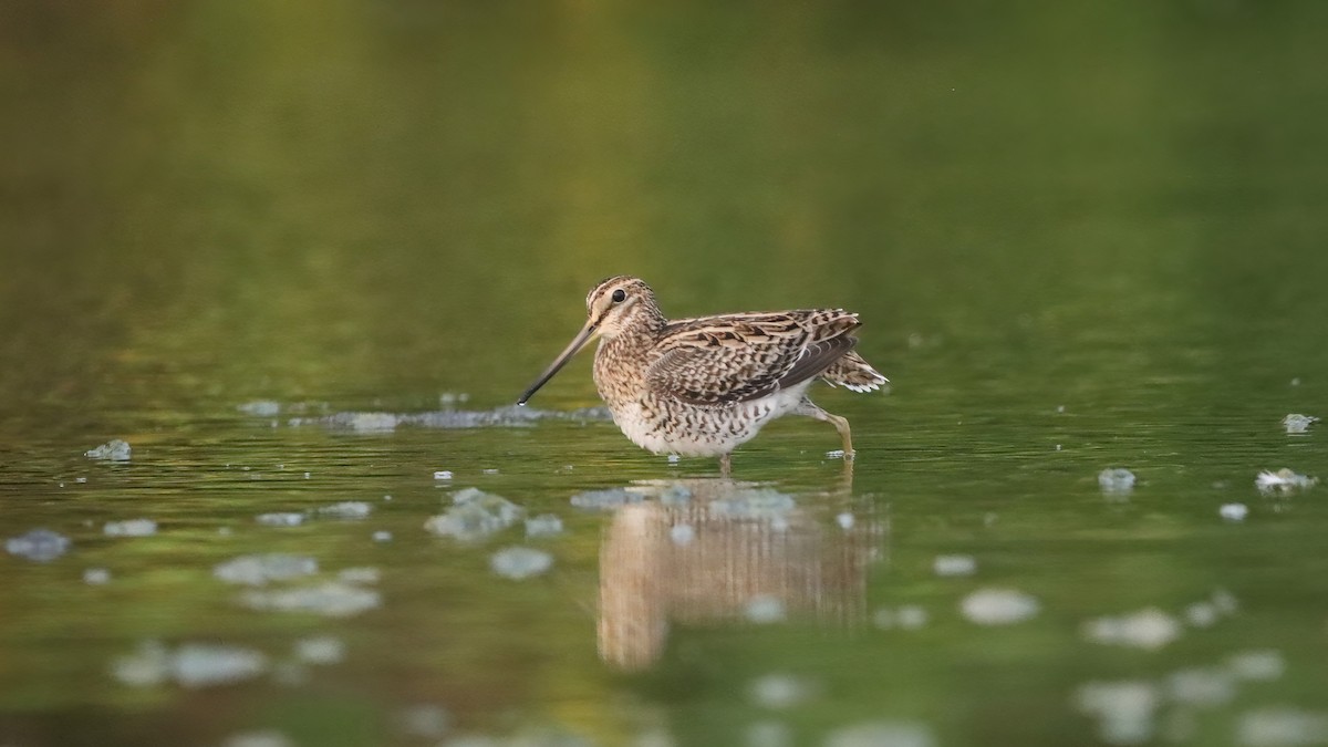 Замбын хараалж - ML633847328