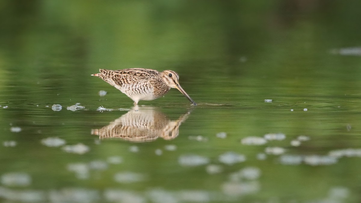 Замбын хараалж - ML633847329