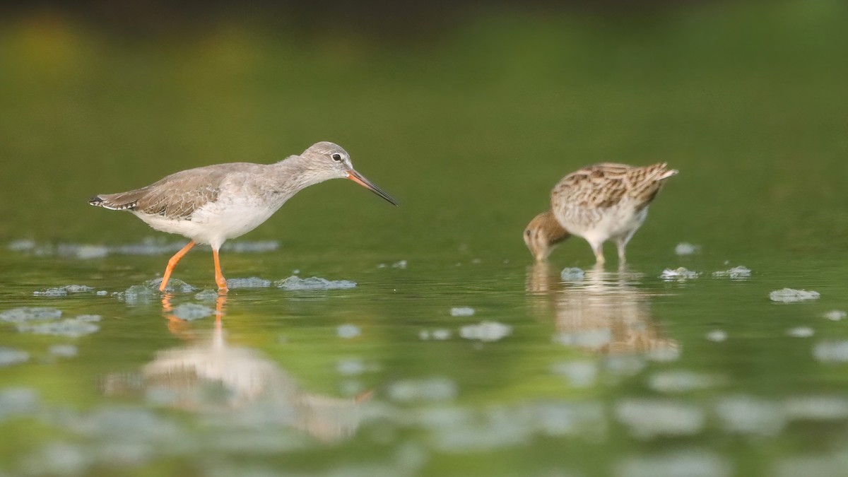 Замбын хараалж - ML633847330