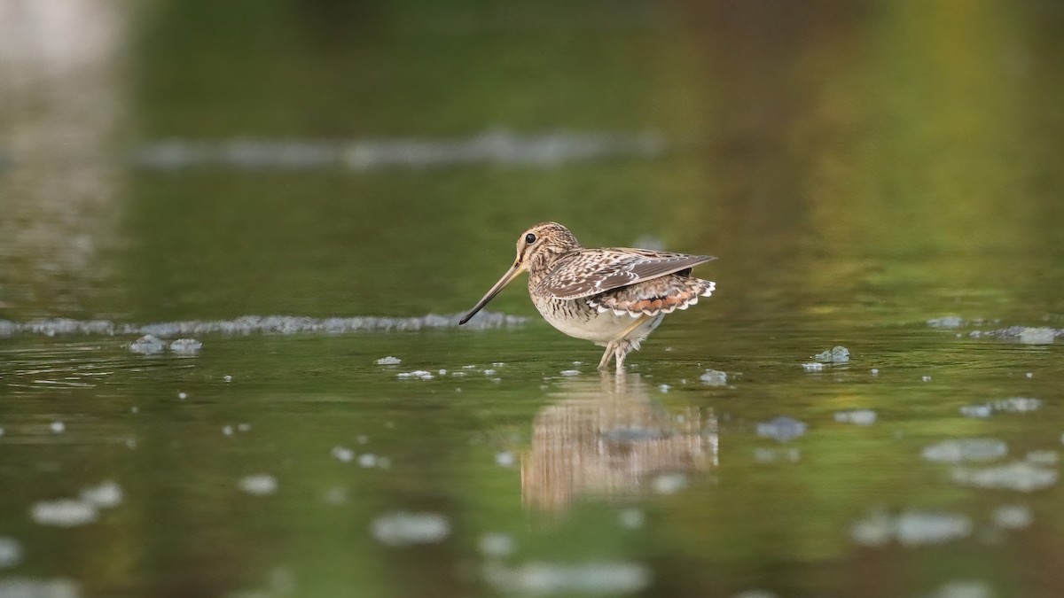 Замбын хараалж - ML633847331