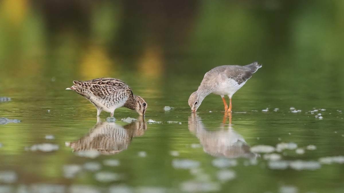 Замбын хараалж - ML633847332
