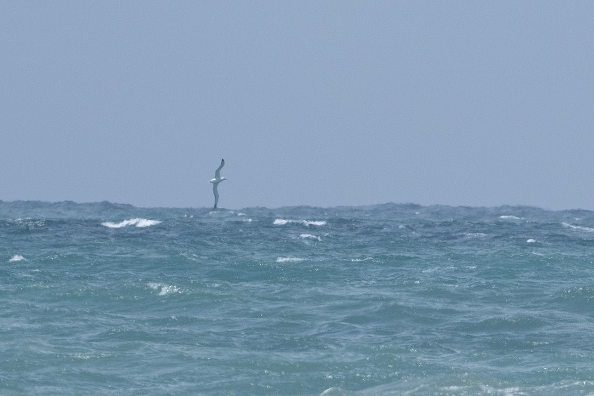 Southern Royal Albatross - ML633847380
