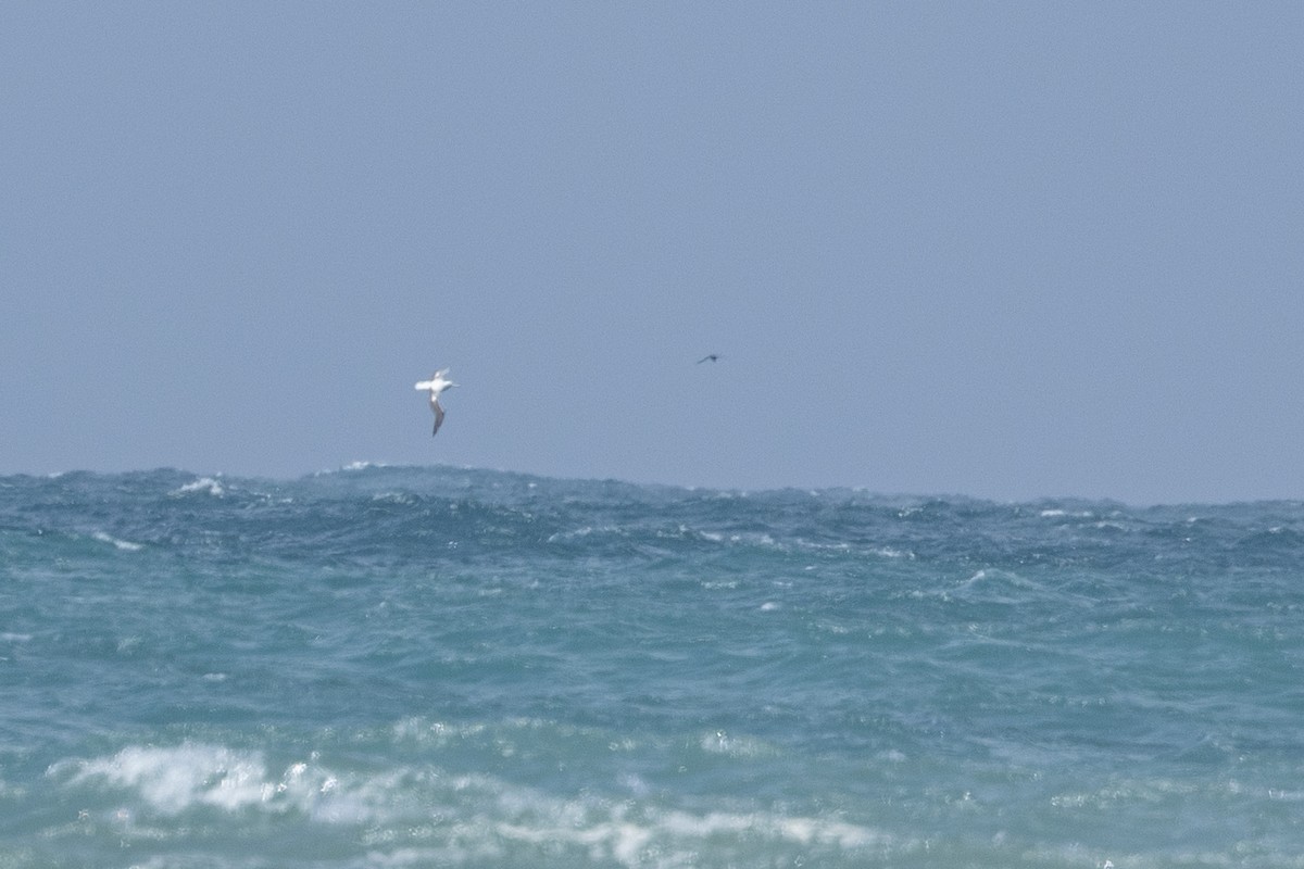 Southern Royal Albatross - ML633847381