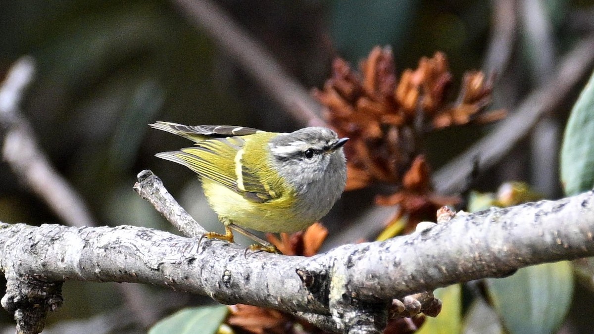 Ashy-throated Warbler - ML633847429