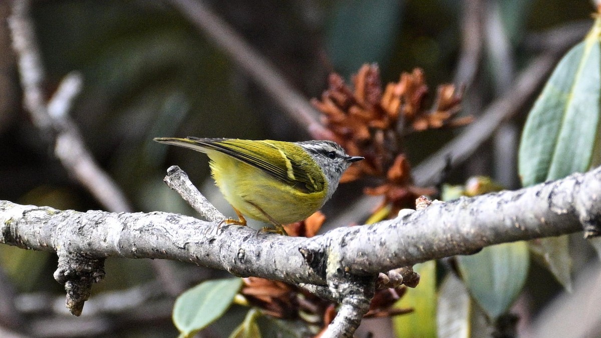 Ashy-throated Warbler - ML633847431