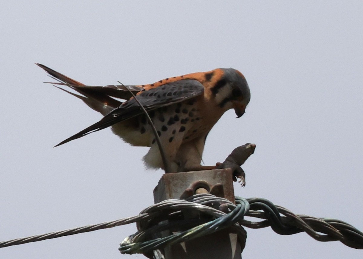 American Kestrel (Eastern Caribbean) - ML633847485