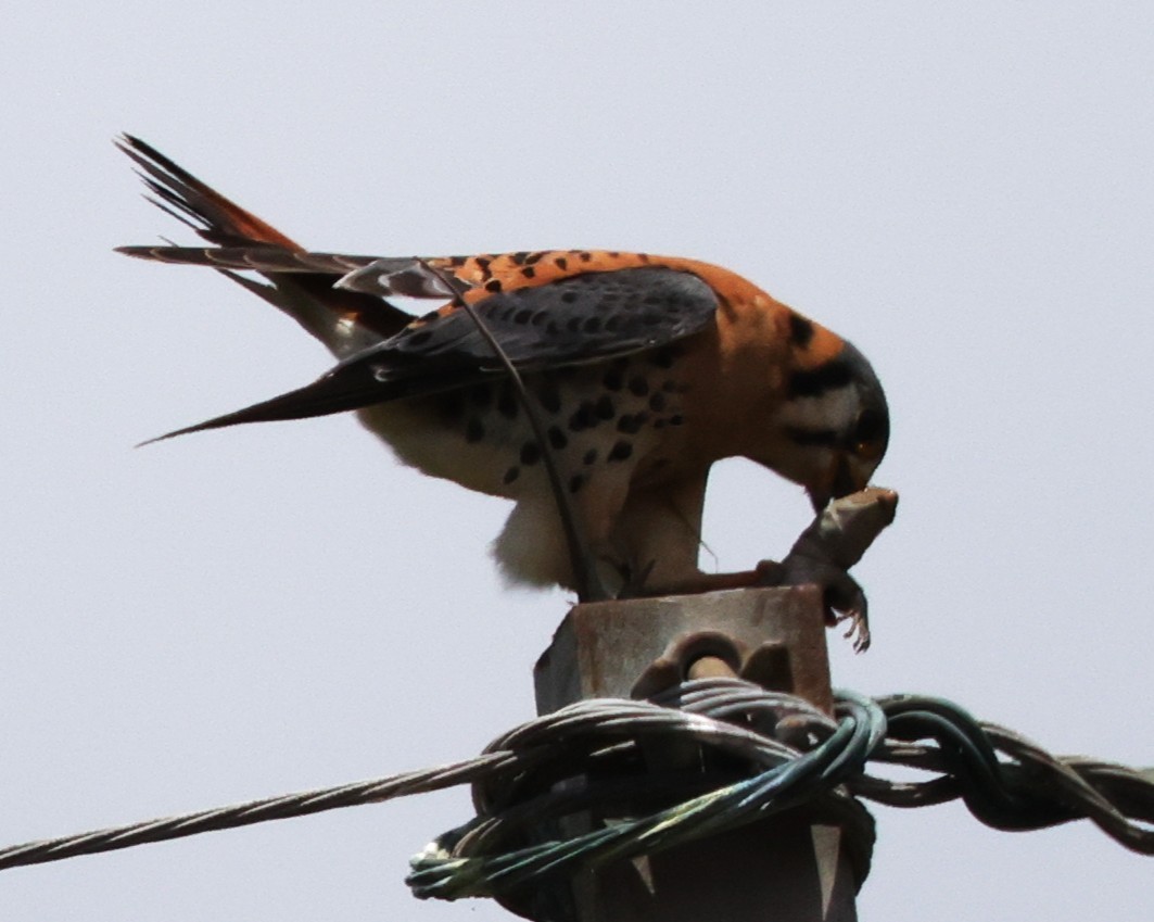 American Kestrel (Eastern Caribbean) - ML633847486