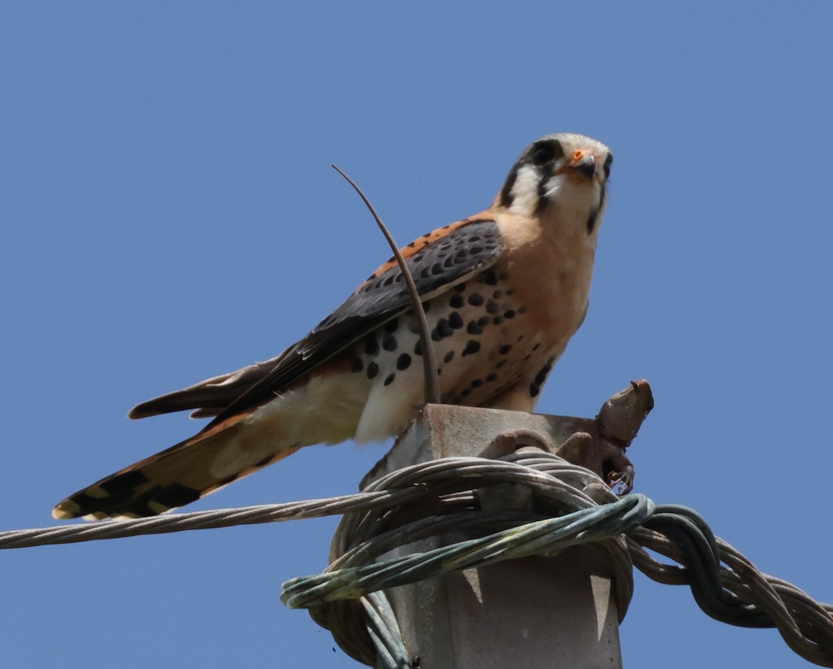 American Kestrel (Eastern Caribbean) - ML633847487
