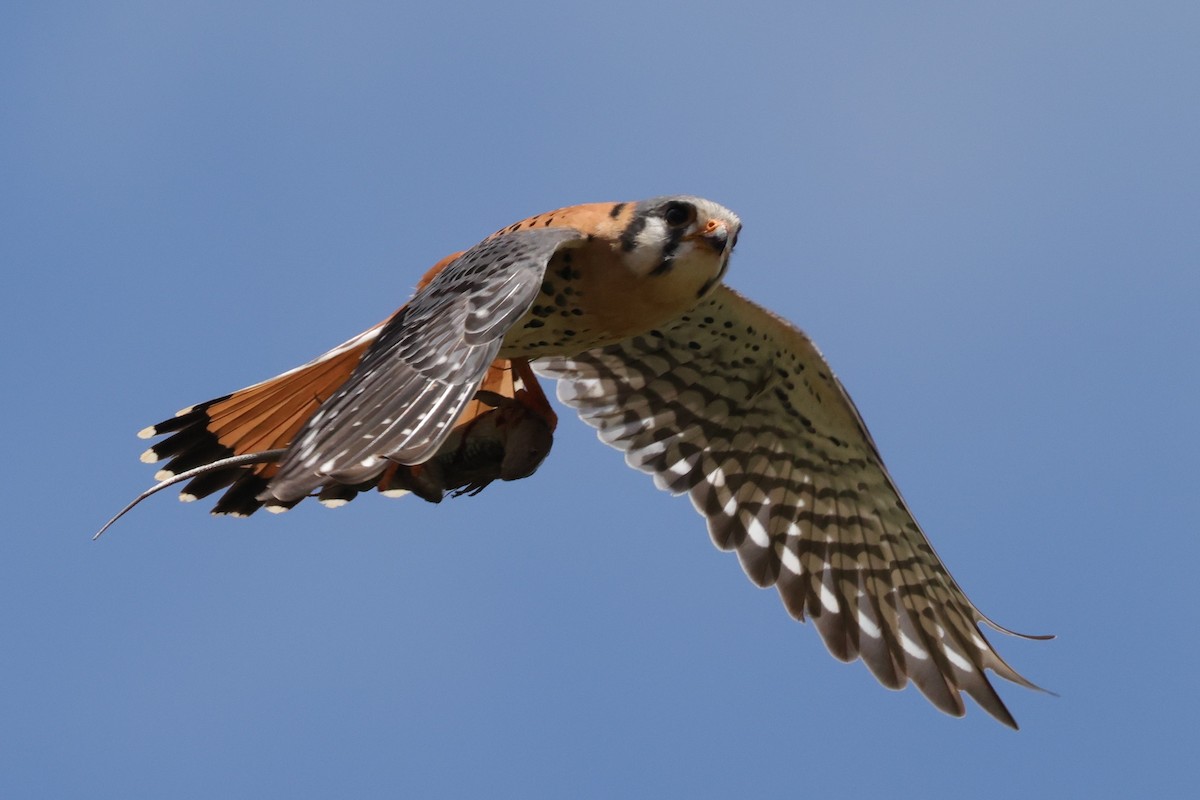 American Kestrel (Eastern Caribbean) - ML633847488