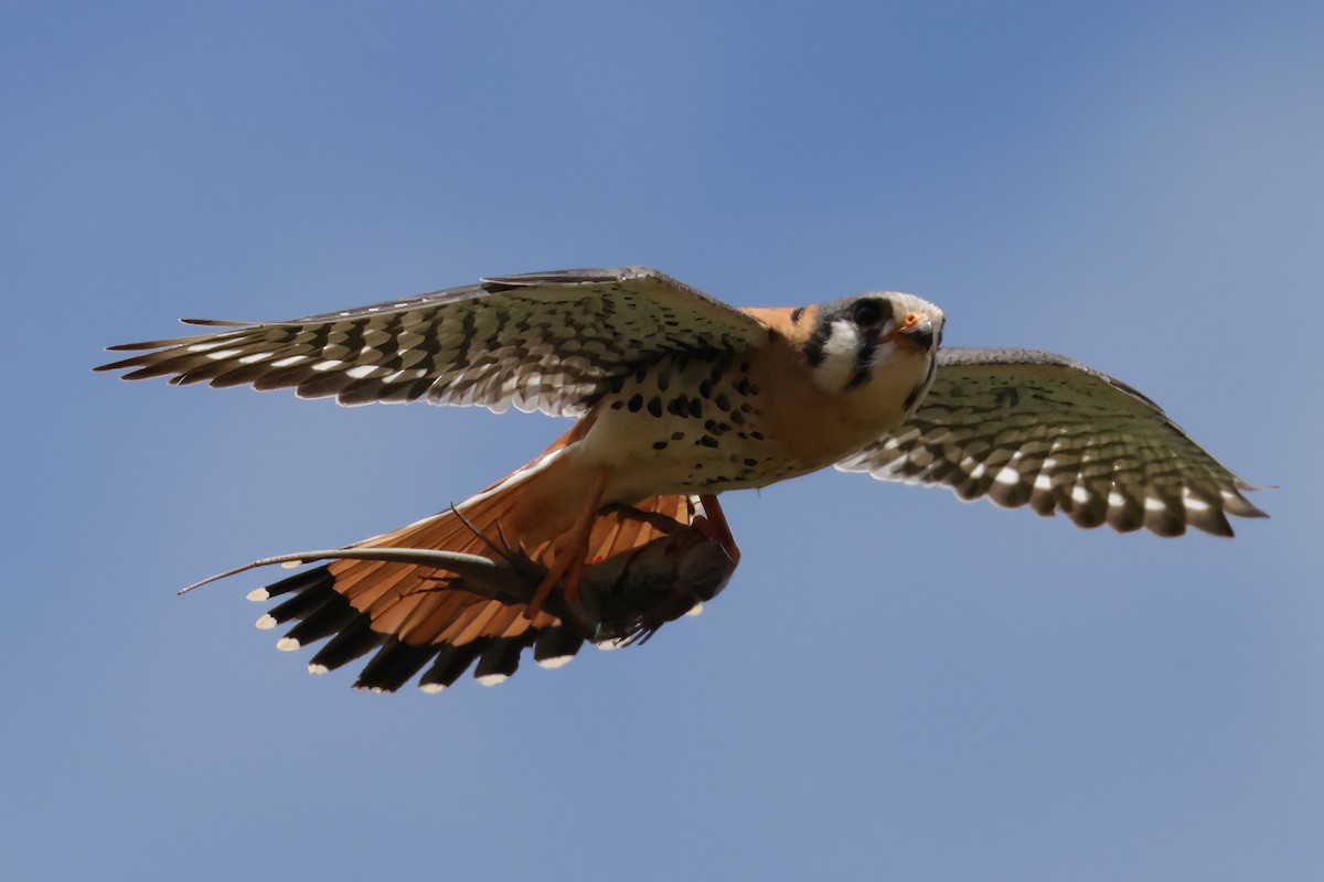 American Kestrel (Eastern Caribbean) - ML633847499