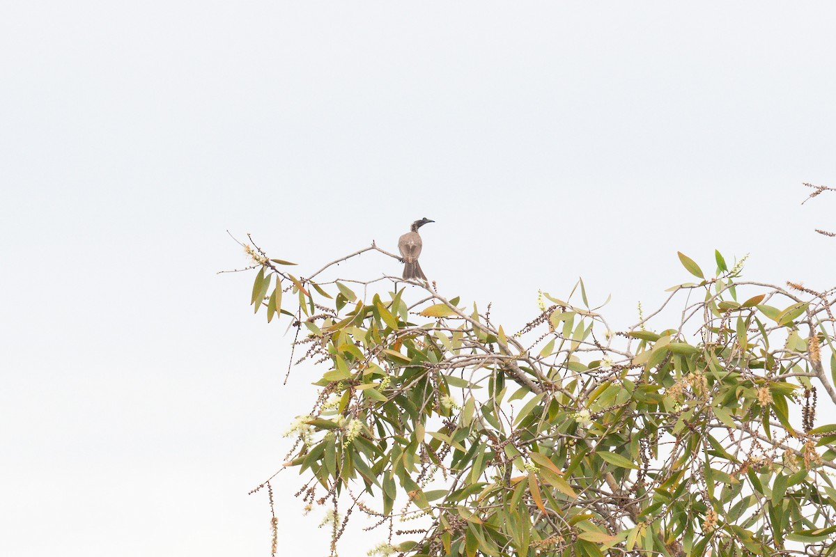 Silver-crowned Friarbird - ML633847500
