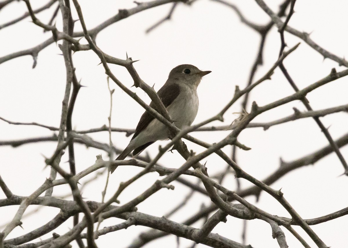 Asian Brown Flycatcher - ML633847523