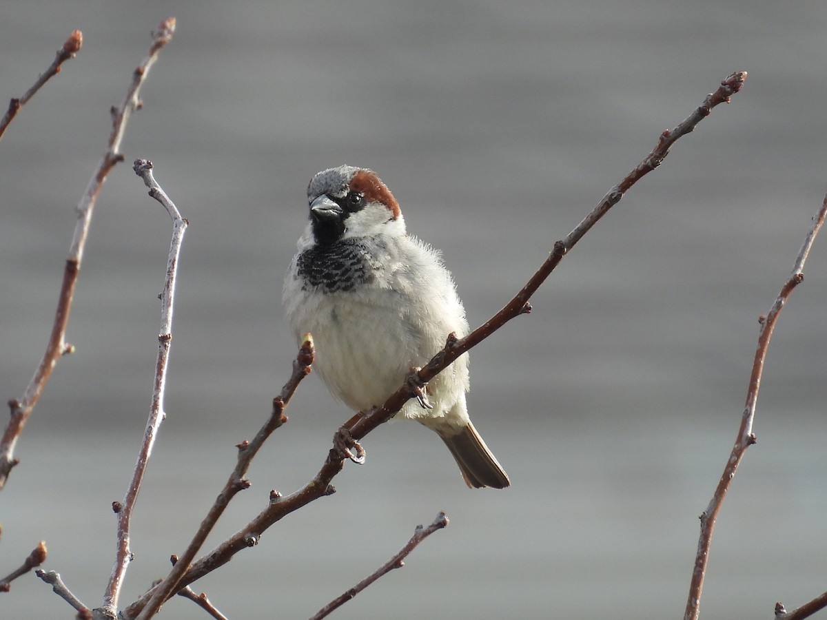 House Sparrow - ML633847525