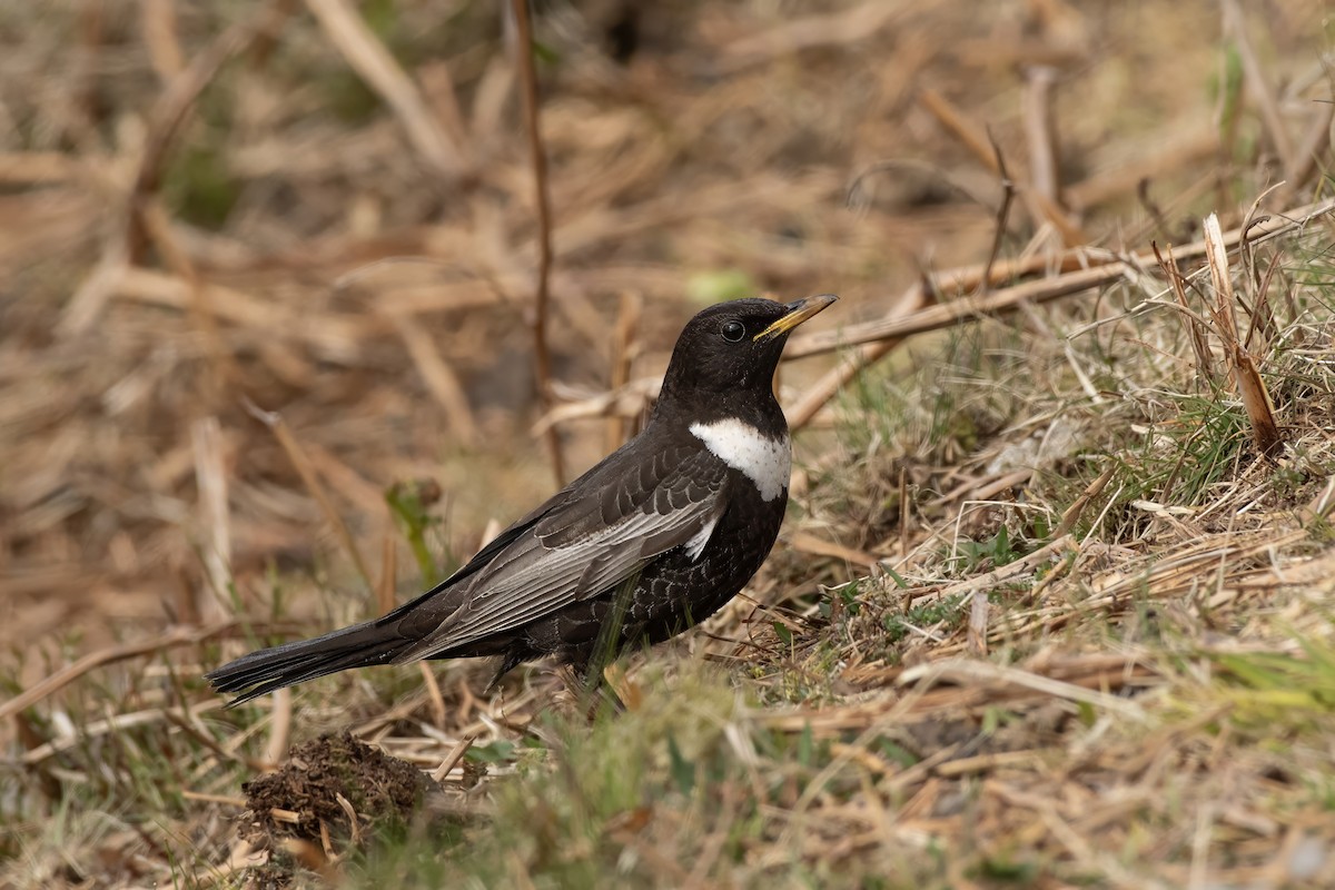 Ring Ouzel - ML633847541