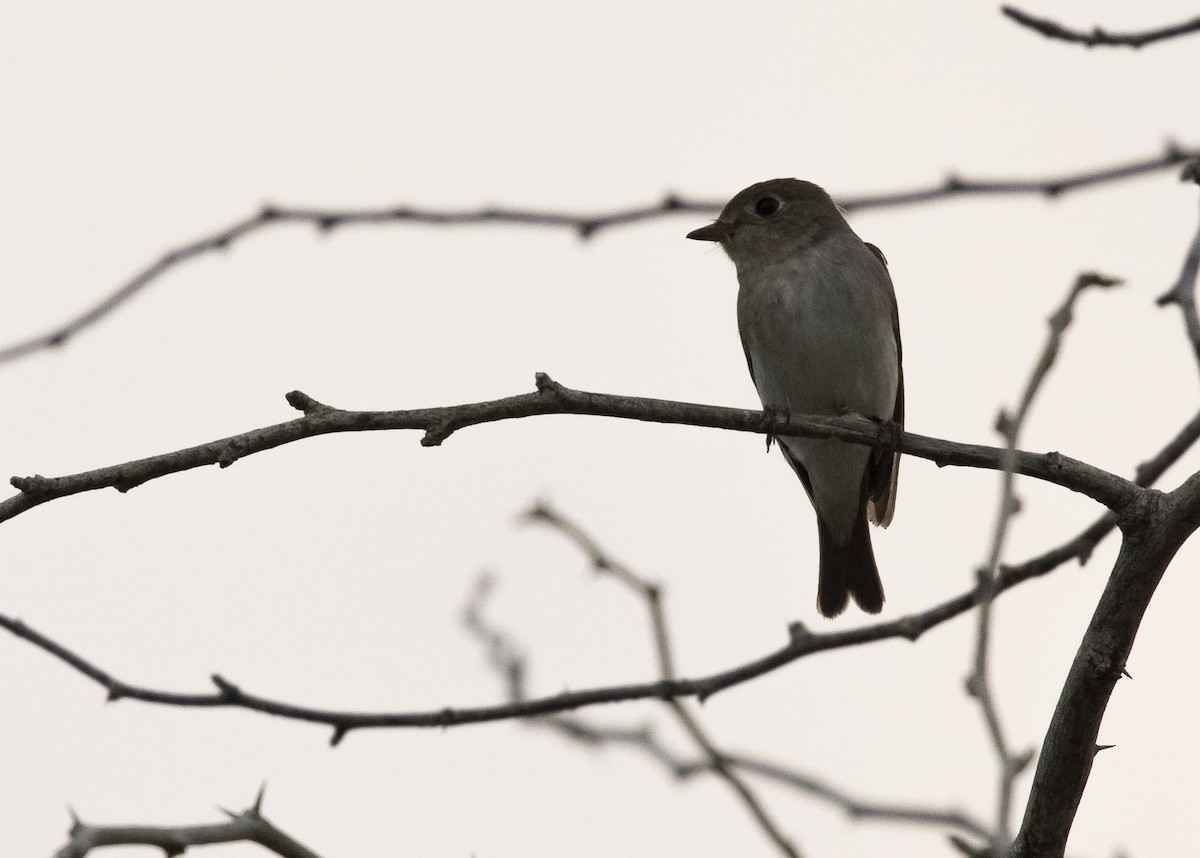 Asian Brown Flycatcher - ML633847590