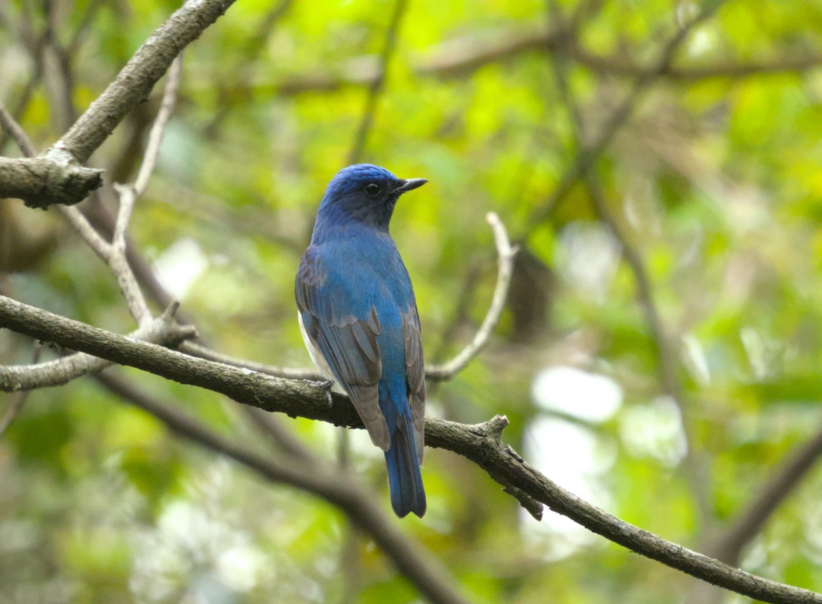 Blue-and-white Flycatcher - ML633847731