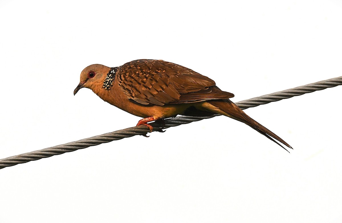 Spotted Dove - ML633847777