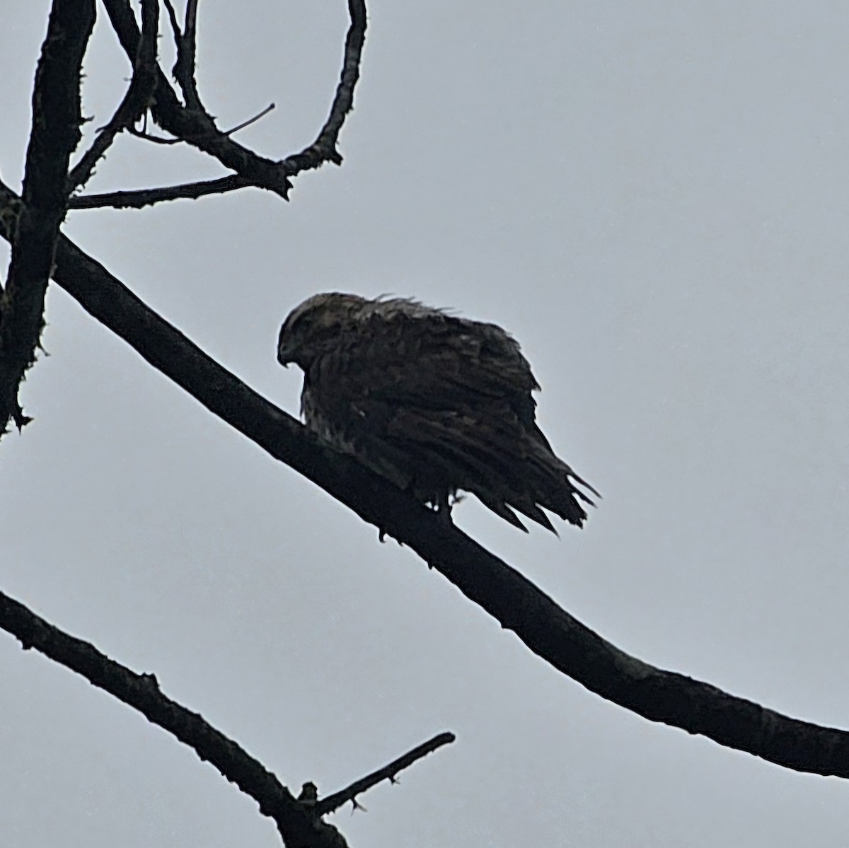 Канюк ширококрилий - ML633847778