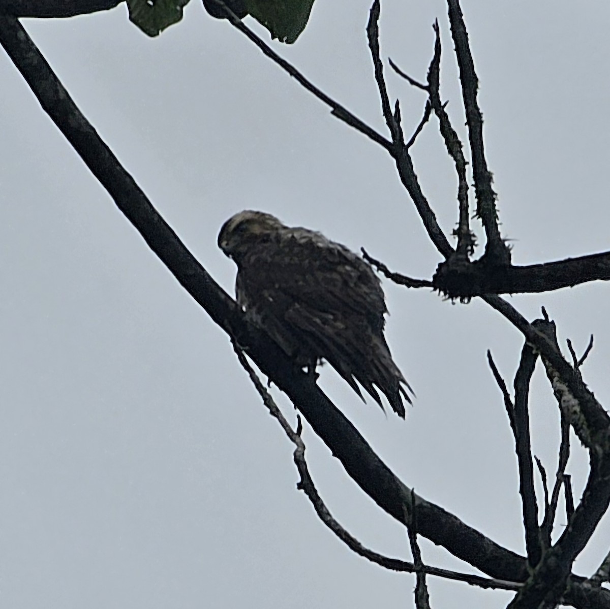 Канюк ширококрилий - ML633847779