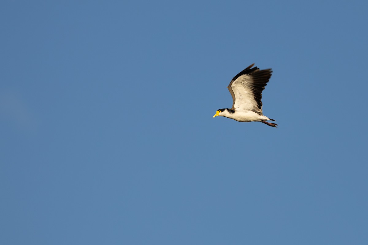 Masked Lapwing - ML633847785